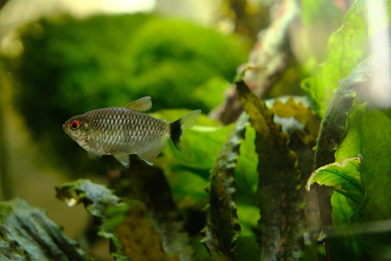 fish, aquarium, animal, fauna, water, nature, tetra, green fish, green fishing