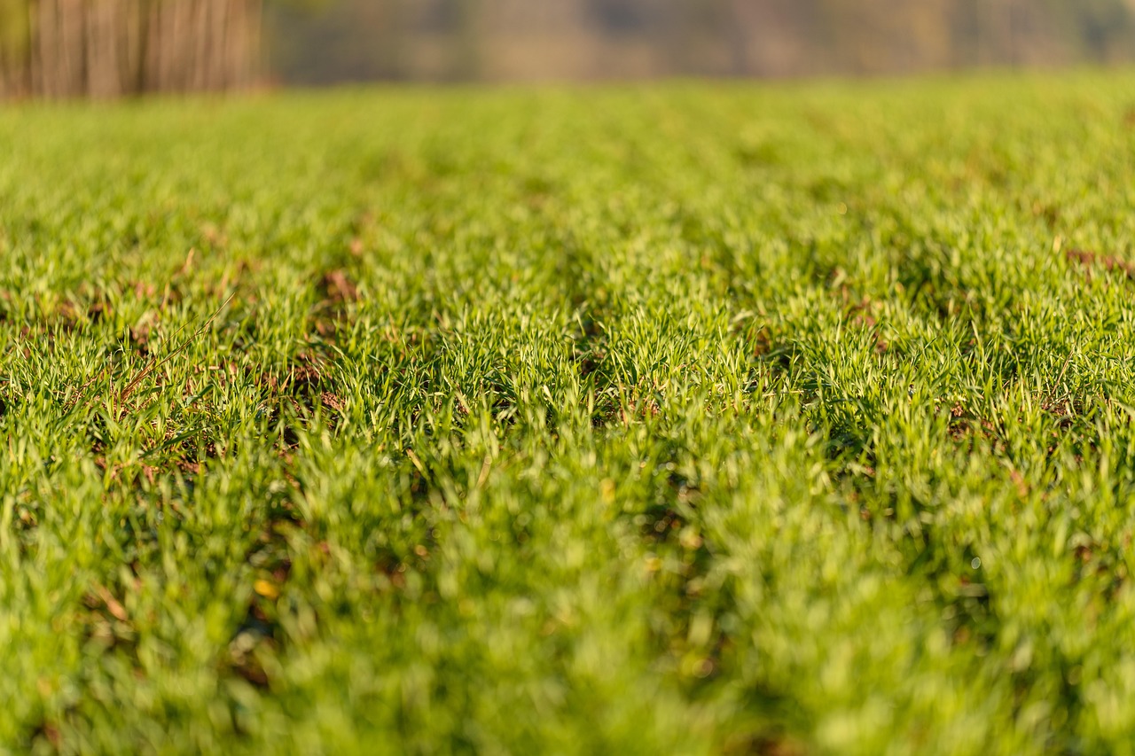 nature, landscape, czech, field, rows, grass, rural, green, plant, farm, outdoor, farmland, farming, natural, horizon, wheat,