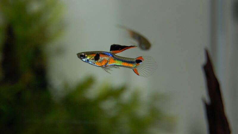 Endler Guppy Hybrid Colour Strains