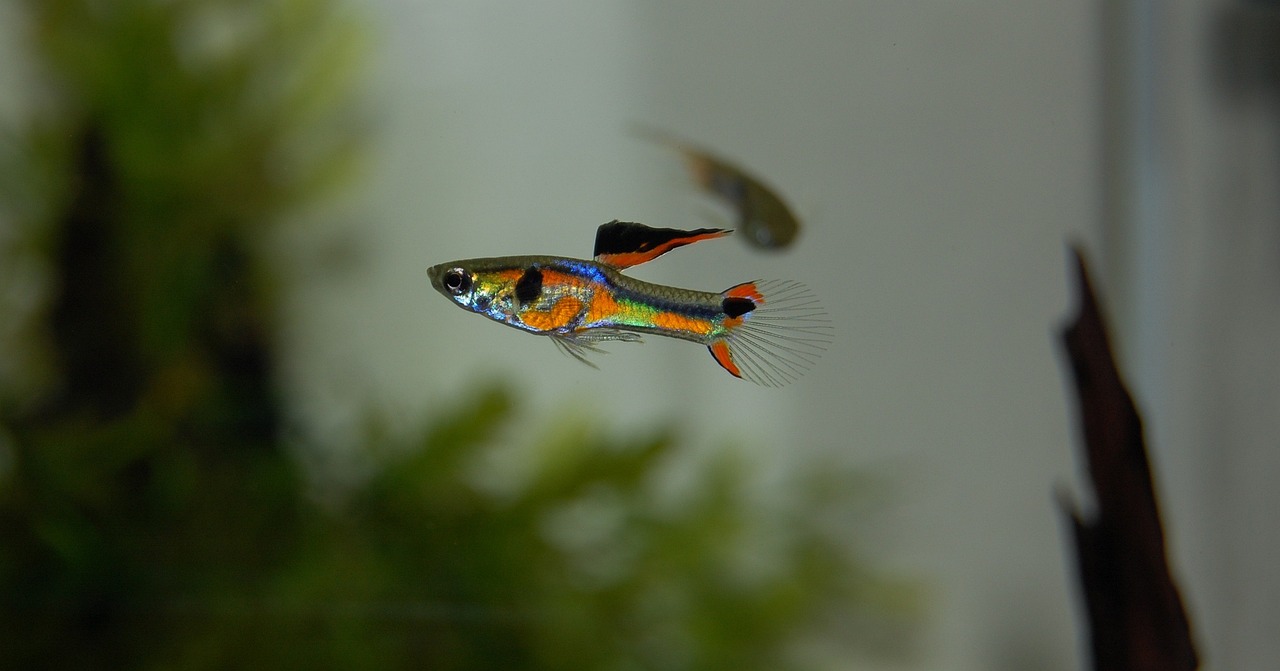 Endler Guppy Hybrid Colour Strains