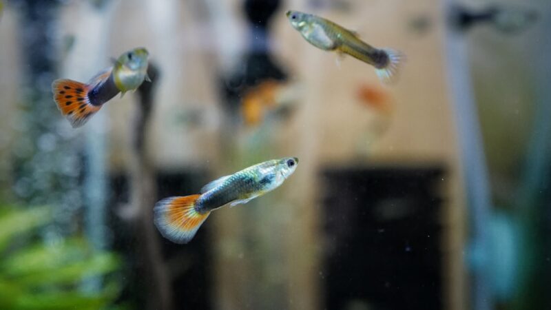 Endler-Guppy Selective Breeding Guide