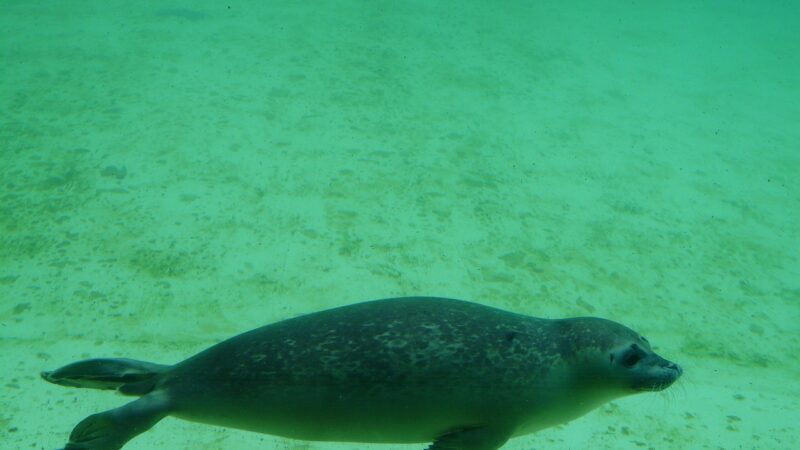 seal, phoca vitulina, aquarium, seal station, dog seal, care station