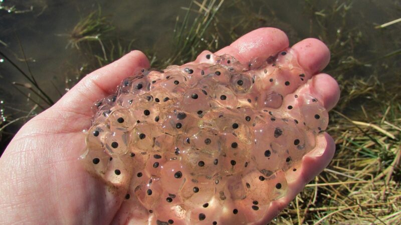 frogspawn, frog, amphibian, jelly, tadpole, rana, pond, frogspawn, frogspawn, frogspawn, frogspawn, tadpole, tadpole, tadpole
