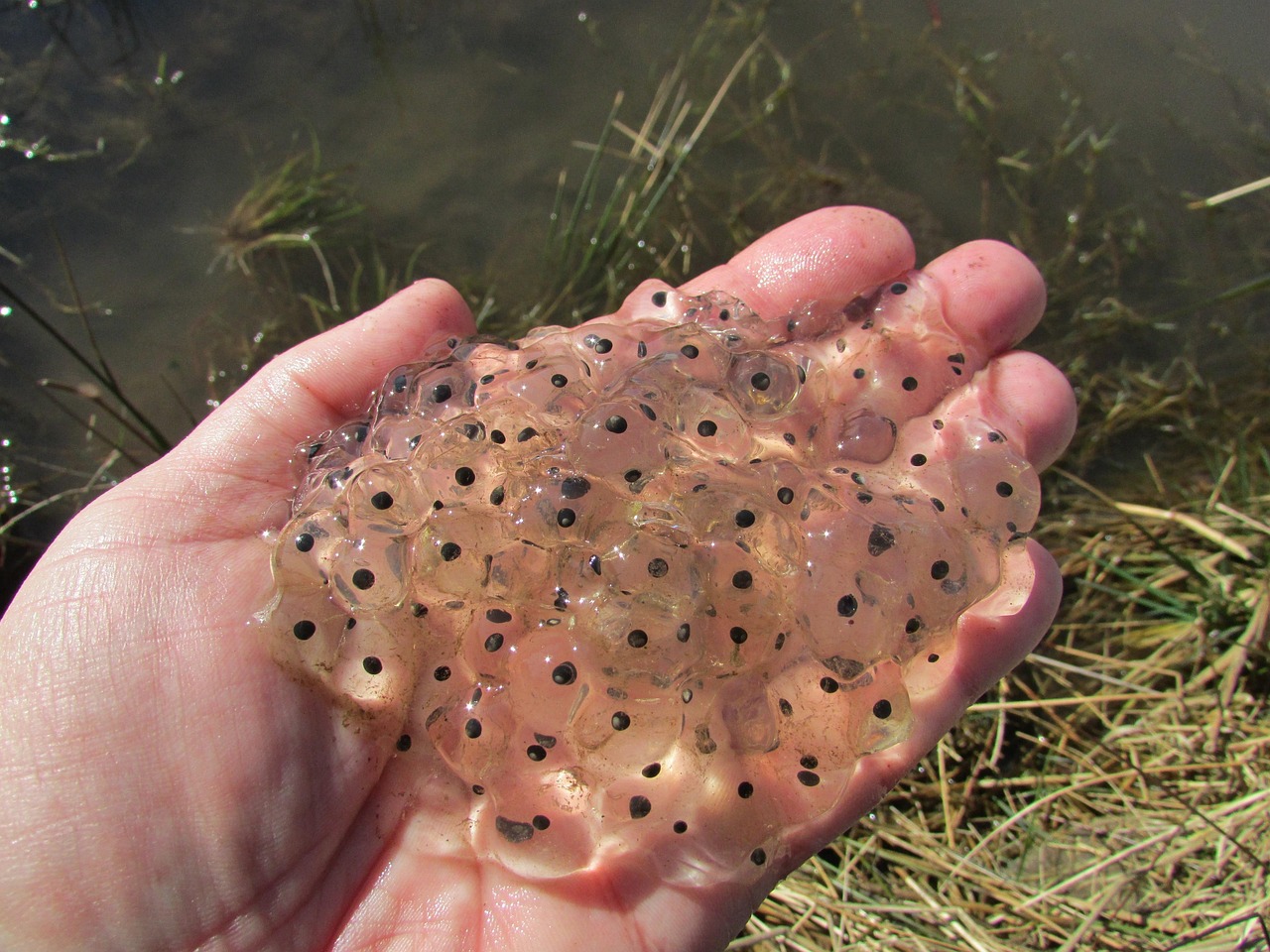 frogspawn, frog, amphibian, jelly, tadpole, rana, pond, frogspawn, frogspawn, frogspawn, frogspawn, tadpole, tadpole, tadpole
