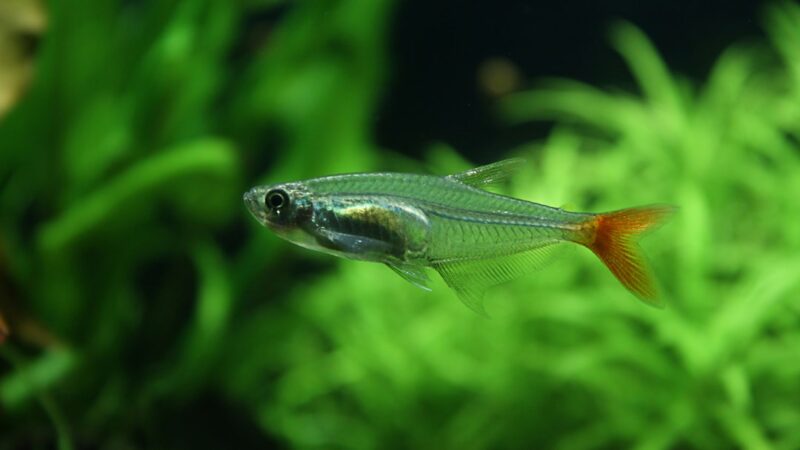 How to Breed Exclamation Point Rasboras