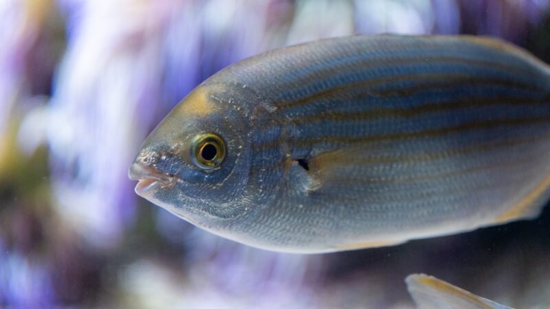 False Rummy Nose Tetra Care Guide