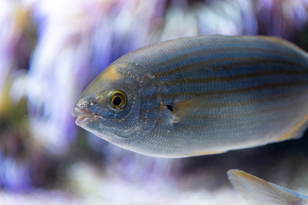 False Rummy Nose Tetra Care Guide