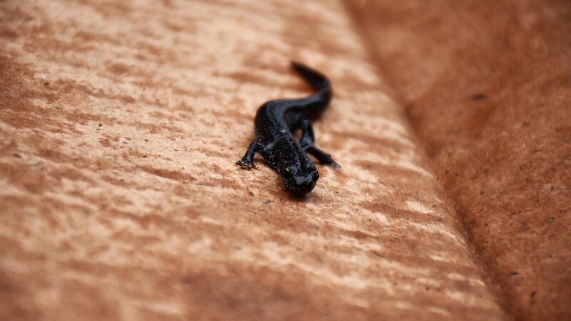 great crested newt, amphibia, salamandridae, warty newt, newt, pond, nature, lake, wildlife, aquatic, wild, great crested new