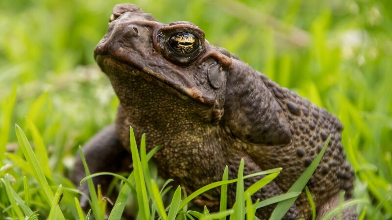 cane toad, toad, amphibian, pest, queensland, australia, giant neotropical toad, marine toad, giant toad, bufo toad, large to