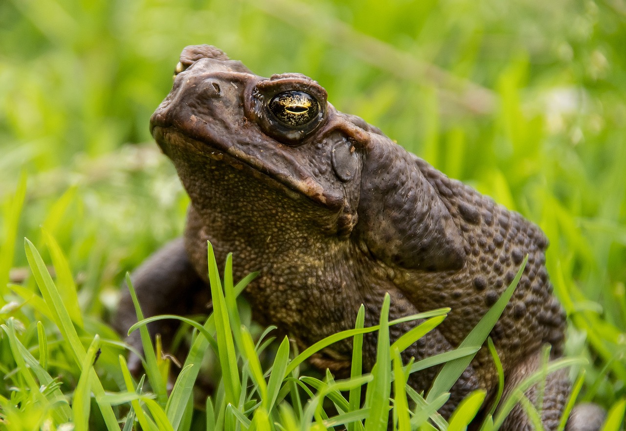 cane toad, toad, amphibian, pest, queensland, australia, giant neotropical toad, marine toad, giant toad, bufo toad, large to
