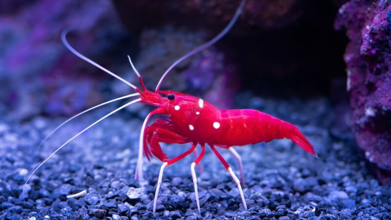 Fire Red Shrimp Care Guide: The Brightest Neocaridina