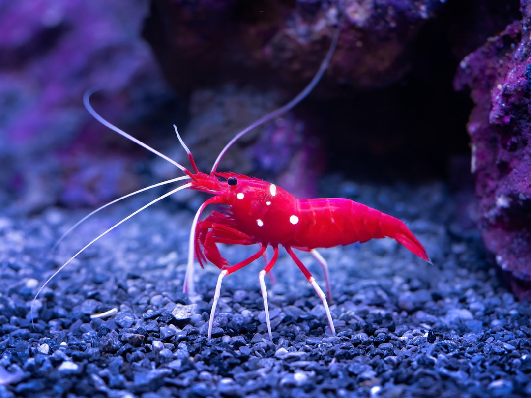 Fire Red Shrimp Care Guide: The Brightest Neocaridina