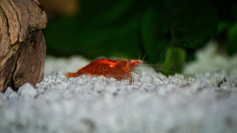 Fire Shrimp Care Guide: Lysmata Debelius the Blood Red Beauty