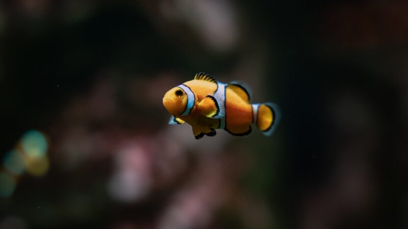 a clown fish swimming in an aquarium tank