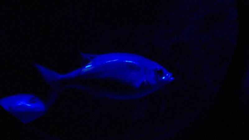 Why Is My Fish Flashing? Causes of Rubbing and Scratching