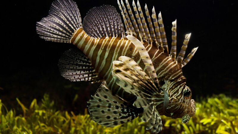 What Fish Are Good for a 10 Gallon Tank Guide: 12 Picks