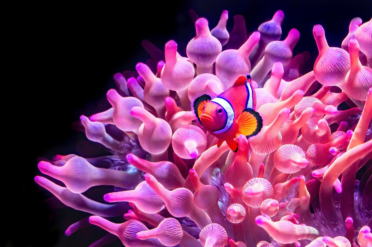 Why Do Fish Jump Out of the Tank? Causes and Prevention