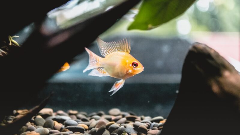 7 Fish Tank Cycling Mistakes That Kill Your First Fish