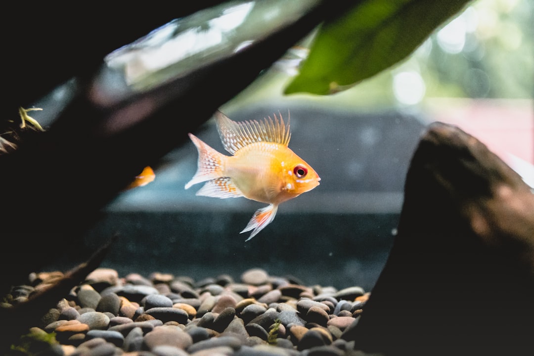 7 Fish Tank Cycling Mistakes That Kill Your First Fish
