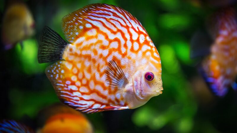 discus fish, fish, aquarium, fauna, symphysodon aequifasciatus, nature, animal, swim, underwater, aquatic, aquatic animal, sc