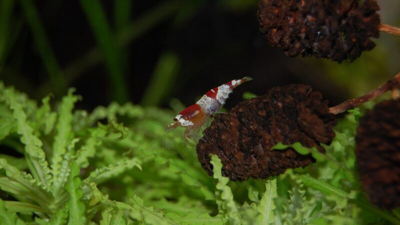 aquarium, freshwater, underwater, aquaristic, red, aquatic life, dwarf shrimp, small, underwater world, alder suppositories,
