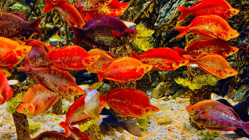 A school of vibrant red and orange fish swimming.