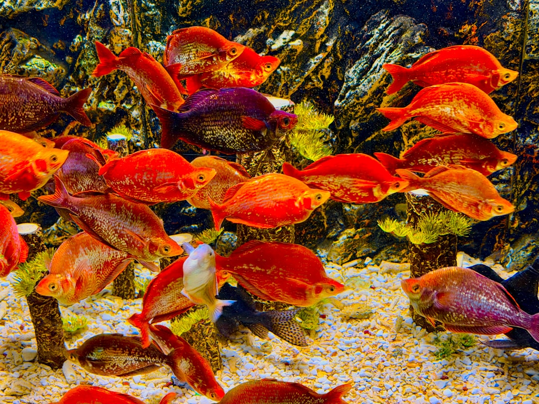 A school of vibrant red and orange fish swimming.