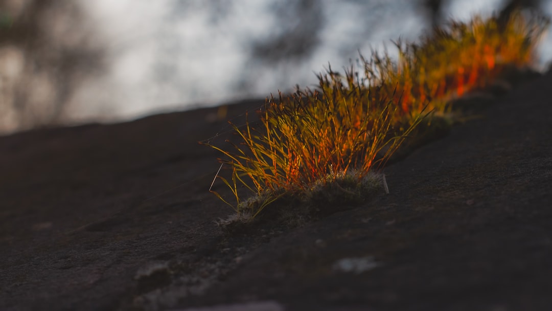 How to Attach Flame Moss: Upward Growth on Wood and Rock