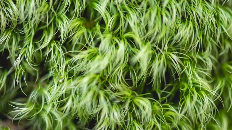 Flame Moss Care Guide: Upward Growth for Unique Aquascapes