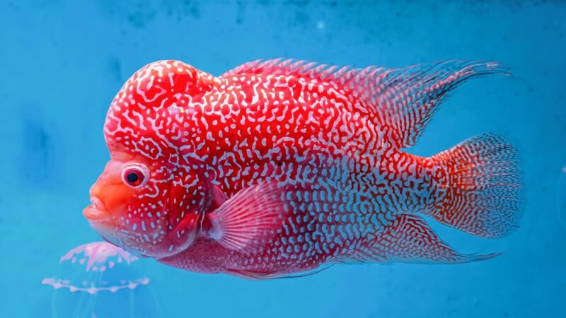 Flowerhorn Care Guide: The Lucky Fish of Southeast Asia