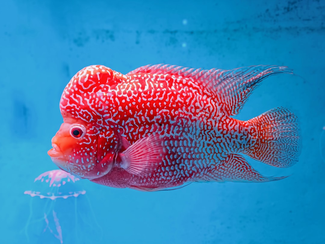 Flowerhorn Care Guide: The Lucky Fish of Southeast Asia