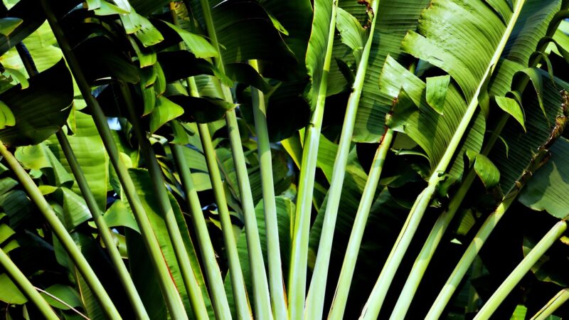 plant, tropical, nature, green leaves, leaves, botany, plant, plant, plant, plant, plant, green leaves, green leaves, leaves