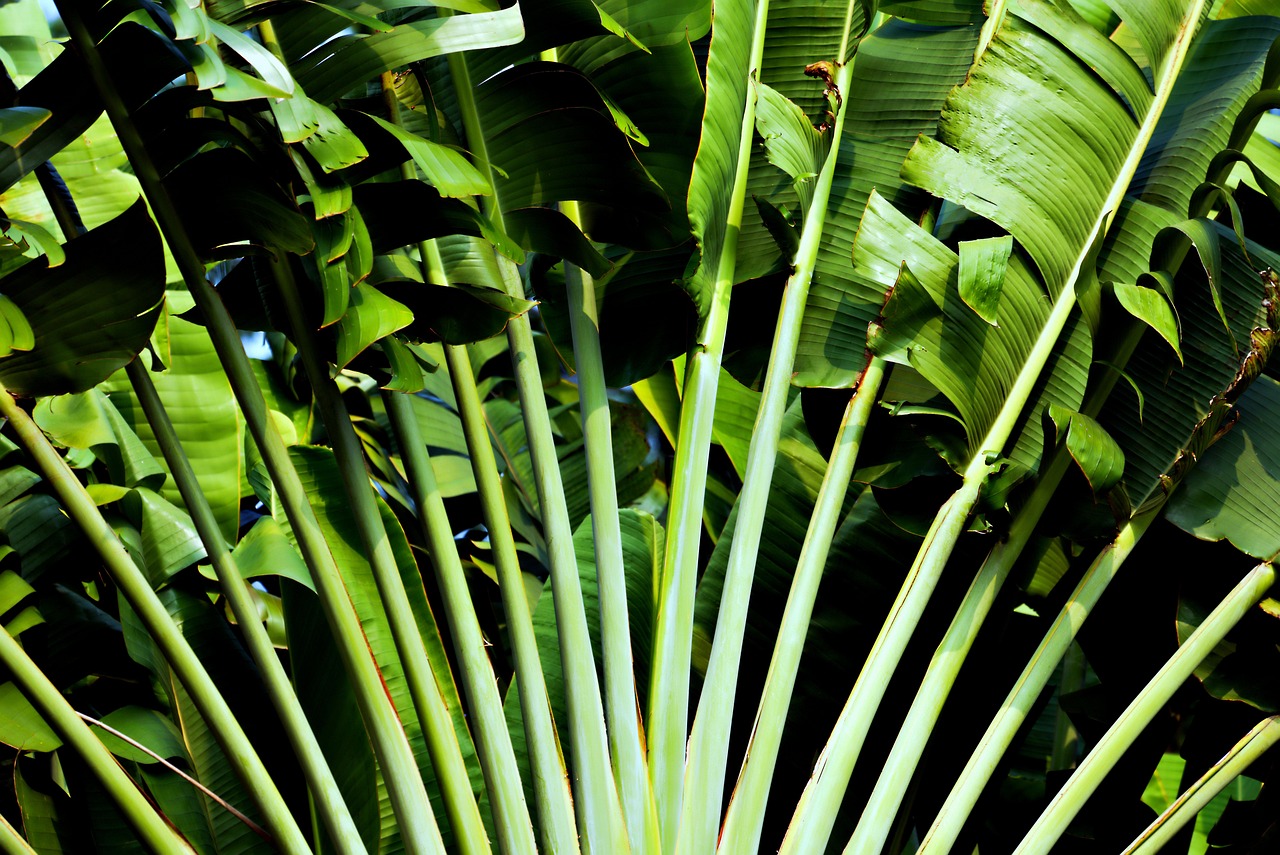 plant, tropical, nature, green leaves, leaves, botany, plant, plant, plant, plant, plant, green leaves, green leaves, leaves