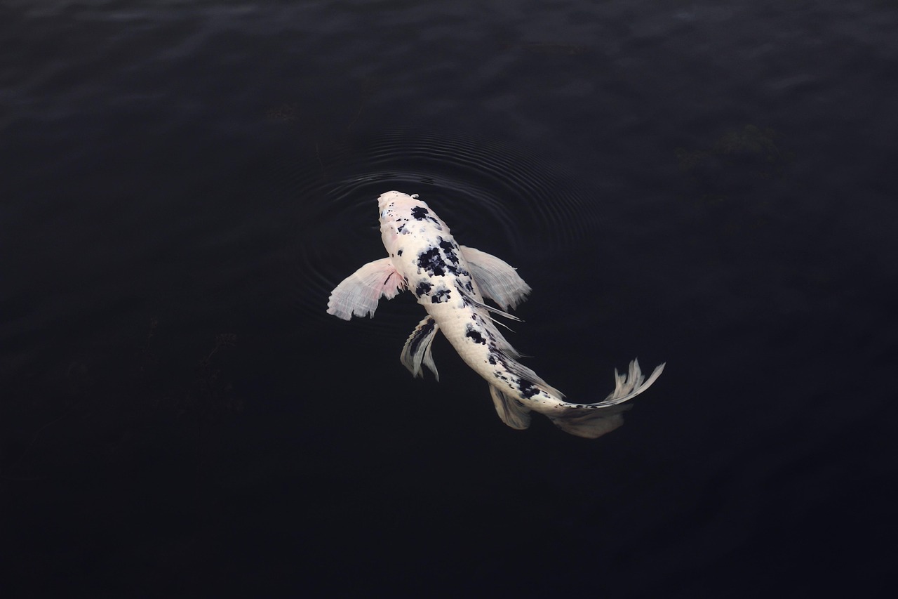 koi, fish, minimal, minimalistic, in, clear, water, swimming, rear, view, animal, koi fish, jinli, nishikigoi, pond, minimali