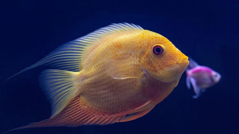 forktail blue eye rainbowfish aquarium fish — featured image for forktail blue eye rainbowfish care