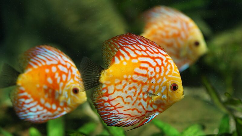 discus fish, aquarium, freshwater, multicoloured, fish, freshwater fish, nature, symphysodon, perch
