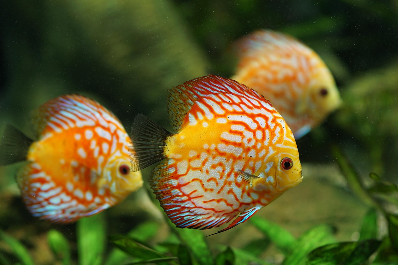 discus fish, aquarium, freshwater, multicoloured, fish, freshwater fish, nature, symphysodon, perch