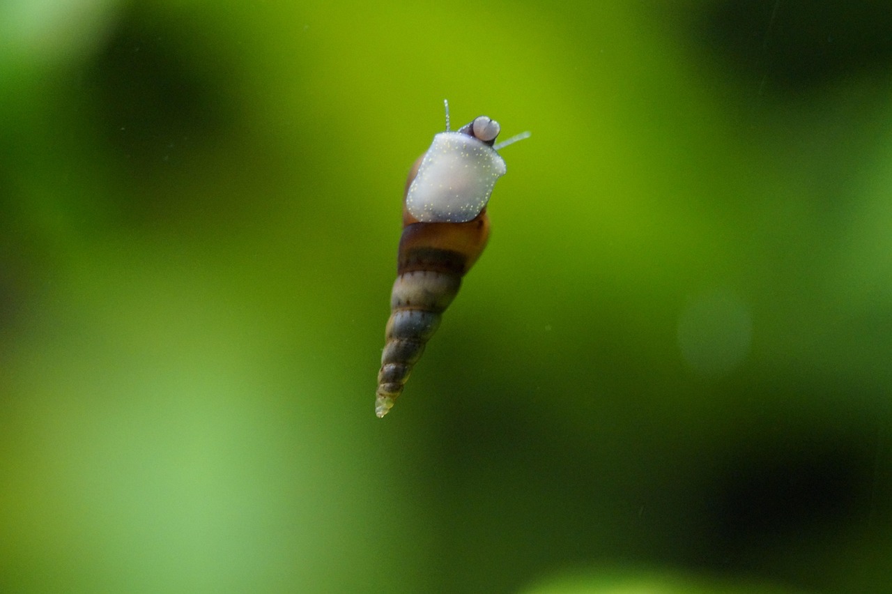 Freshwater Snails Aquarium Species Guide: Top Picks