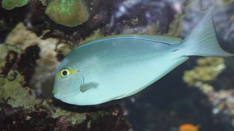 Freshwater vs Saltwater Aquarium: Which Is Right for You?