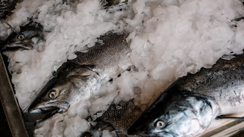 Frozen Fish Food Guide: Types, Storage and Feeding Tips