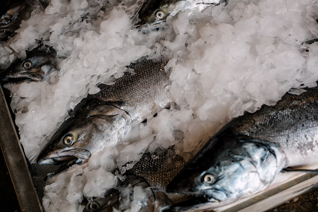 Frozen Fish Food Guide: Types, Storage and Feeding Tips