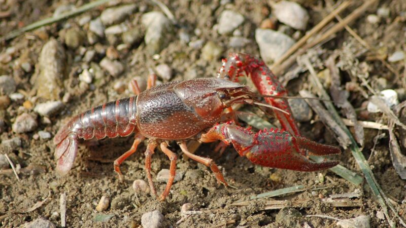 freshwater crayfish, shrimp killer, shrimp of louisiana, procambarus clarkii, claws, procambarus clarkii, procambarus clarkii