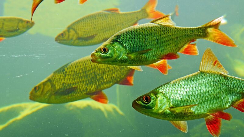 geophagus tapajos orange head aquarium fish — featured image for geophagus tapajos orange head care