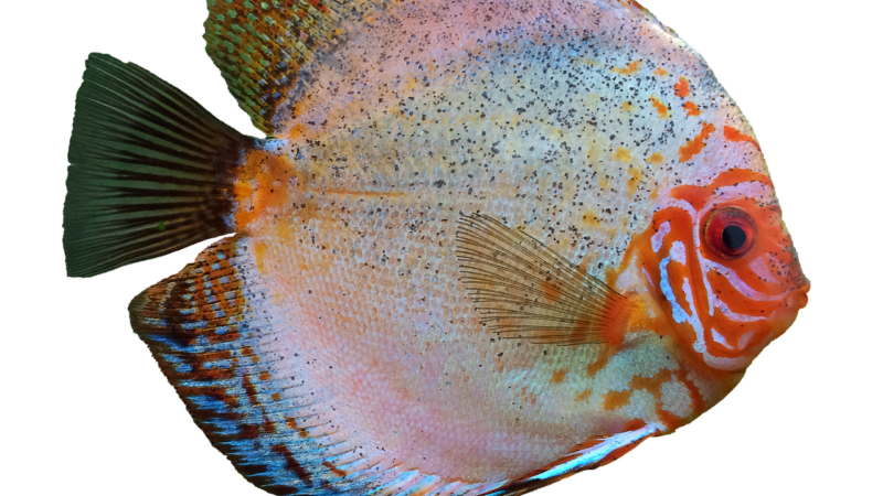 German Blue Ram Breeding Guide: Spawning Mikrogeophagus Ramirezi