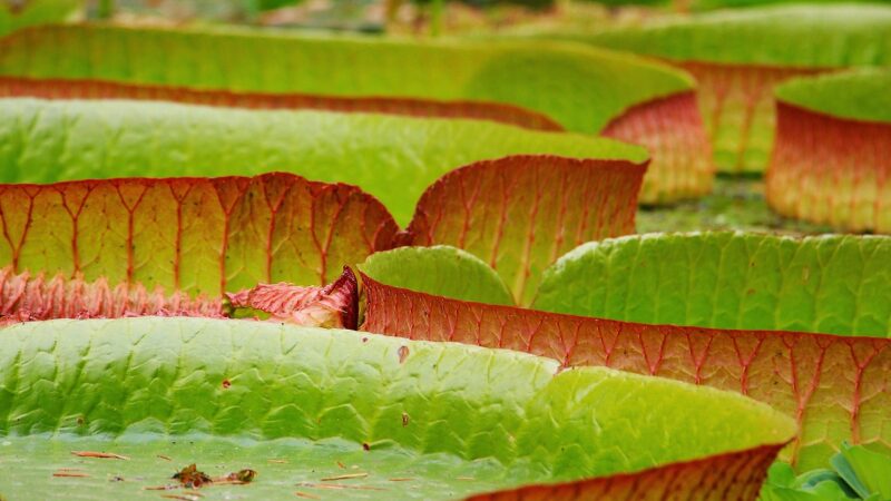 lily pad, water lily plate, victoria, lake rosengewächs, giant water lily leaves, lake, water, biotope, aquatic plants, pond,