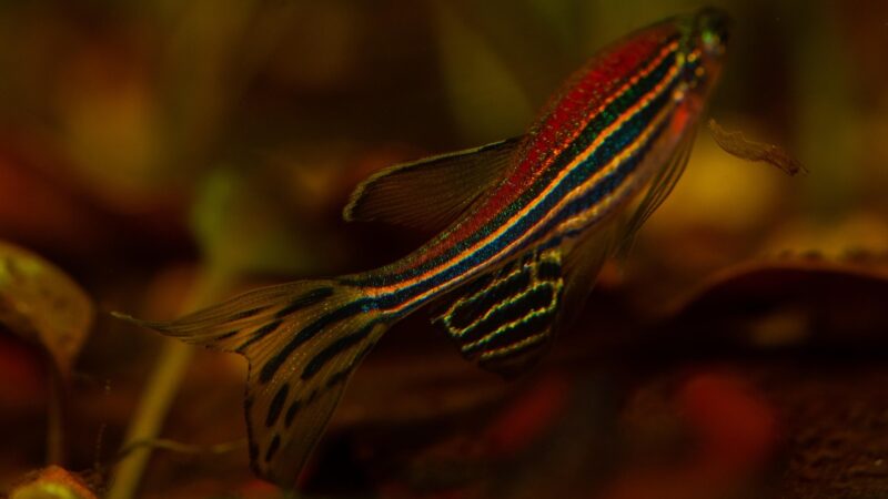 Giant Danio Care Guide: Active Schoolers for Large Tanks