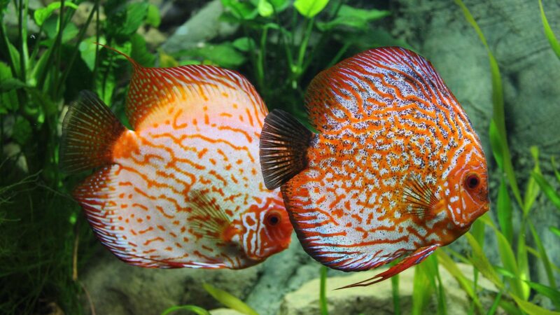 fishes, discus, aquarium, ornamental fish, perch, exotic, underwater, exotic fish, beautiful, freshwater fish, underwater wor