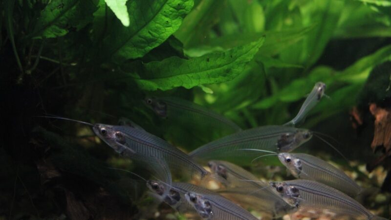 Glass Catfish Care Guide: The Transparent Schooling Fish