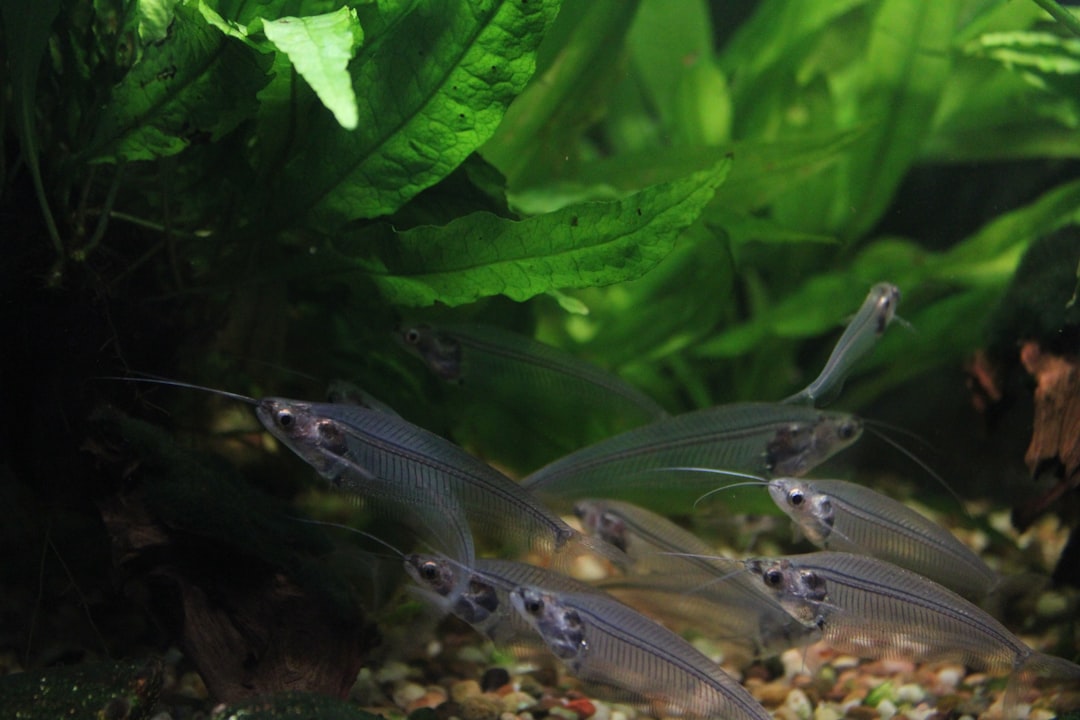 Glass Catfish Care Guide: The Transparent Schooling Fish