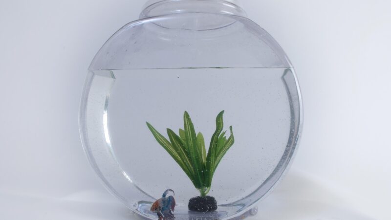 glass knifefish aquarium fish — featured image for glass knifefish care guide